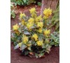 Магония падуболистная (Mahonia aquifolium) С2